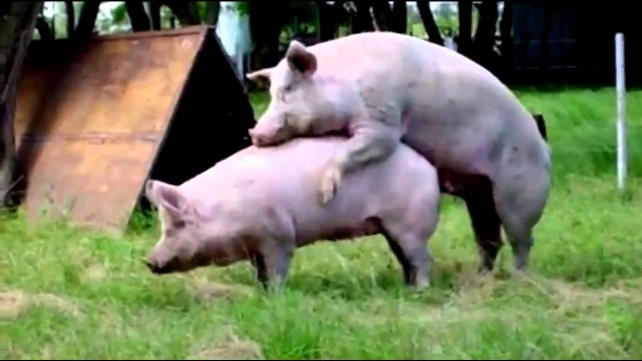 Смотреть Видео Секс Со Свиньей