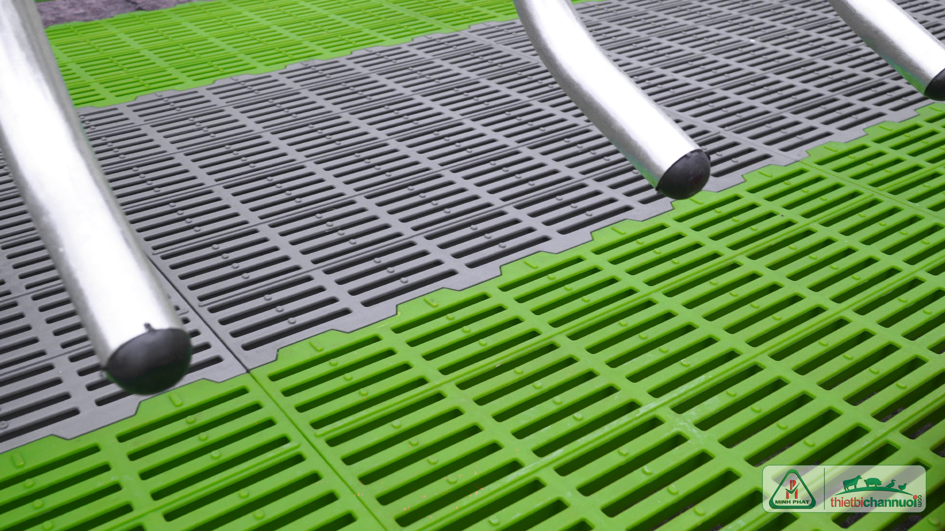 Chuông-heo-nái-đẻ