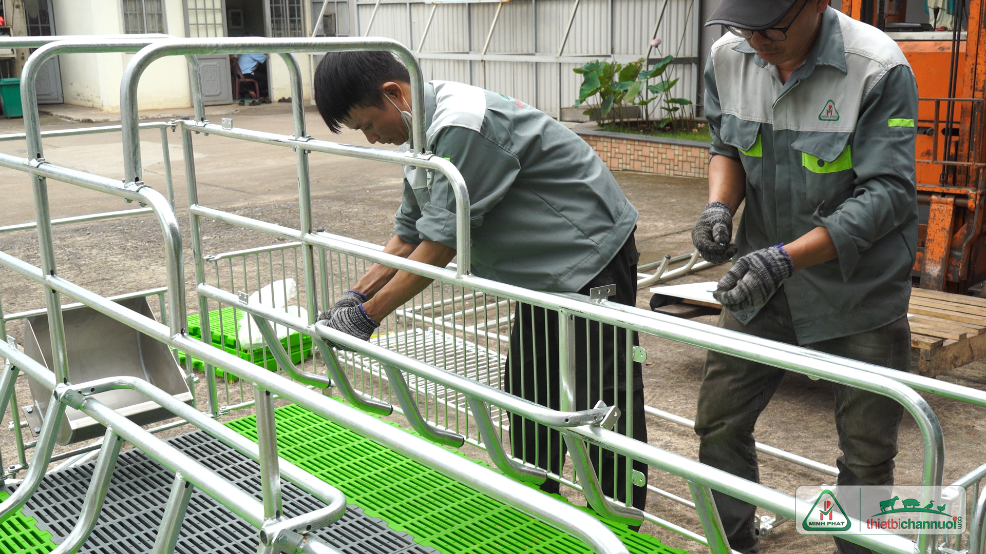 Chuồng heo nái đẻ