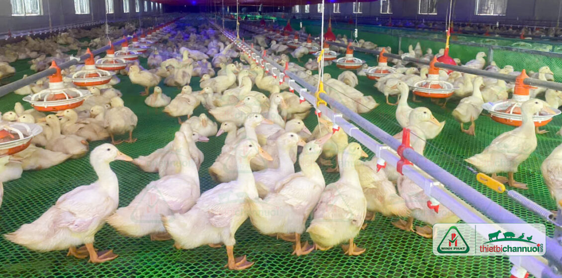 Hệ thống chuồng vịt đẻ