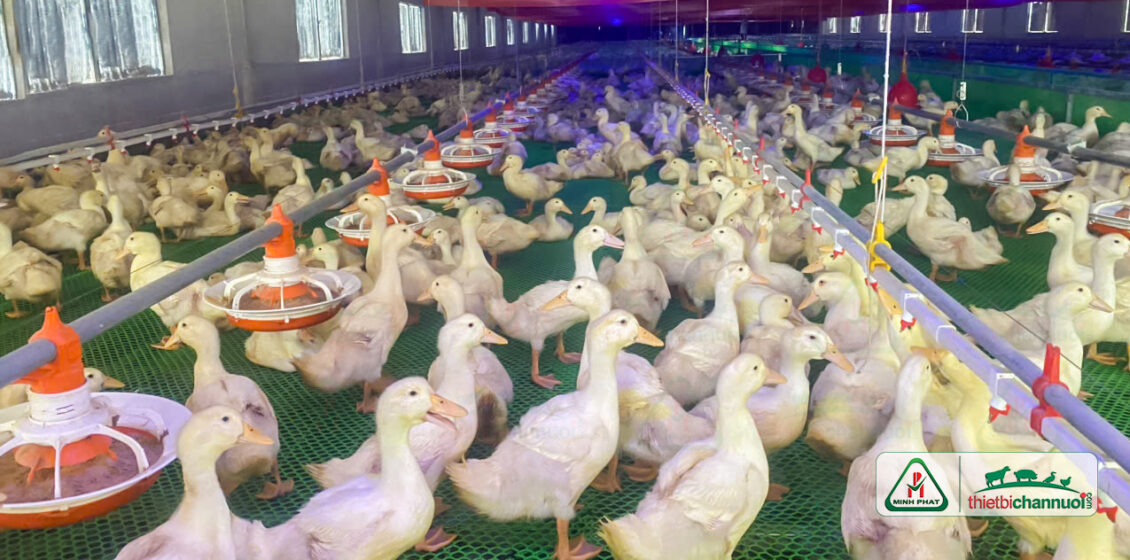 Hệ thống chuồng vịt đẻ