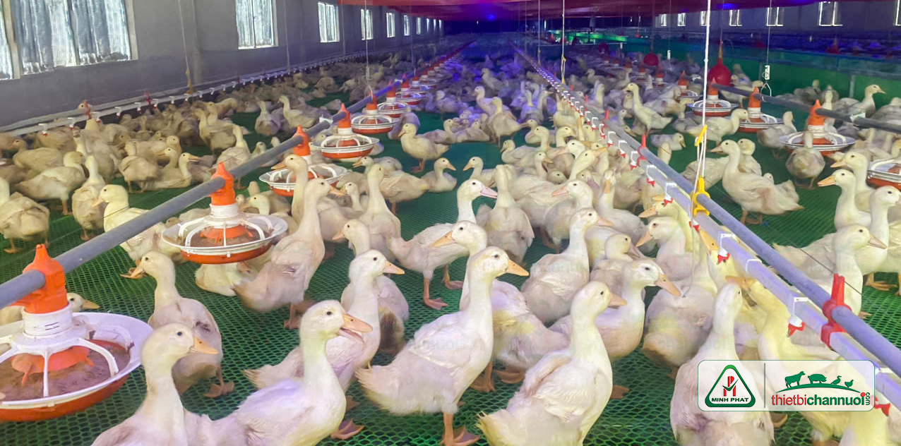 Hệ thống chuồng vịt đẻ