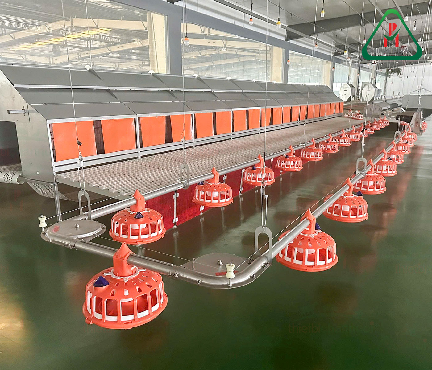 Hệ thống ăn tự động cho gà mái giống